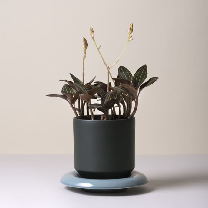 Lily-ruukku 18 cm, kolme väriä