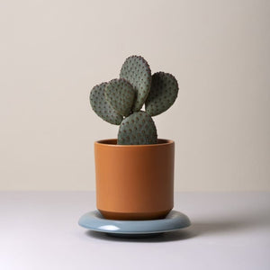 Lily-ruukku 18 cm, kolme väriä