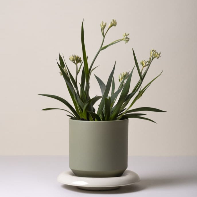 Lily-ruukku 18 cm, kolme väriä