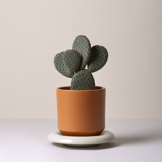 Lily-ruukku 18 cm, kolme väriä