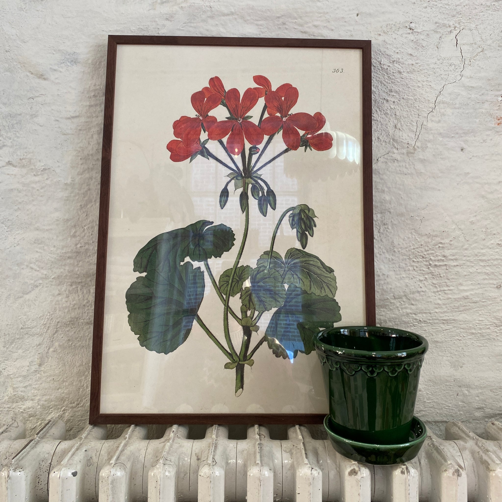 Juliste 35*50, riippapelargoni