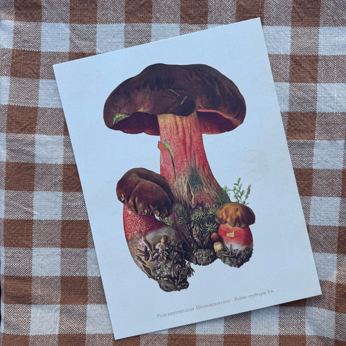 Posteri 18*24, tatti