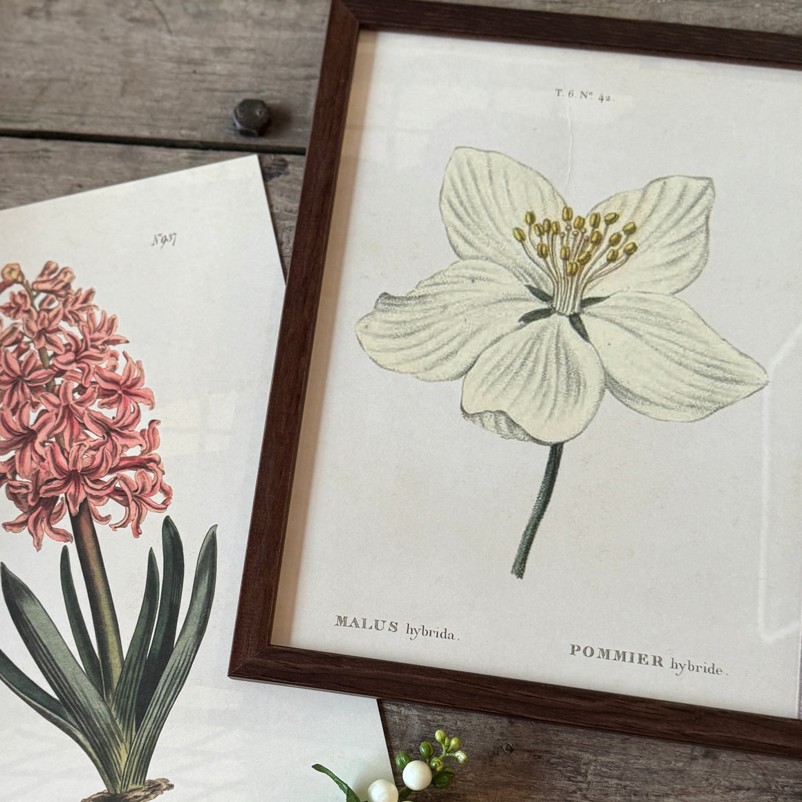 Posteri 18*24, omenankukka