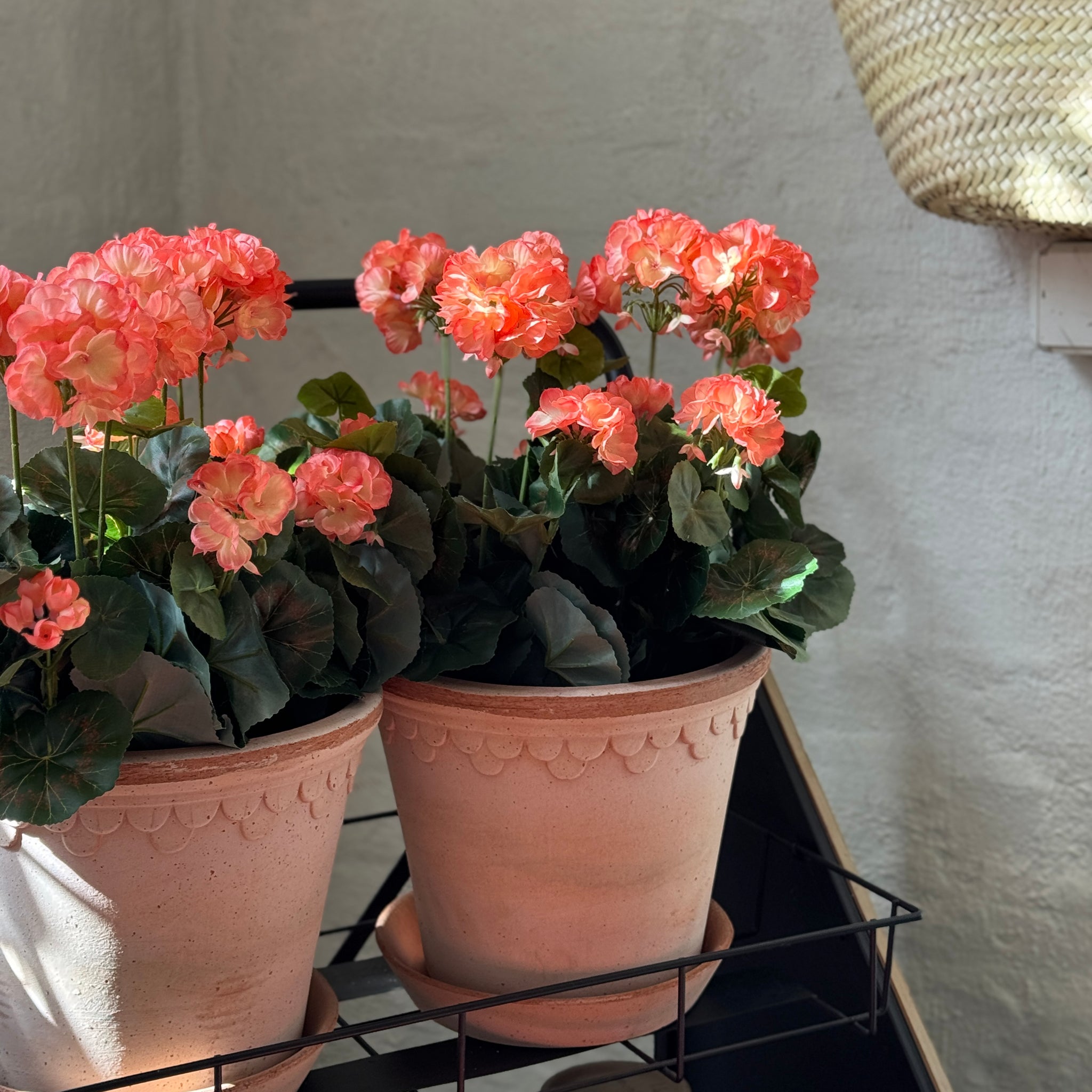 Pelargoni, korallinpunainen