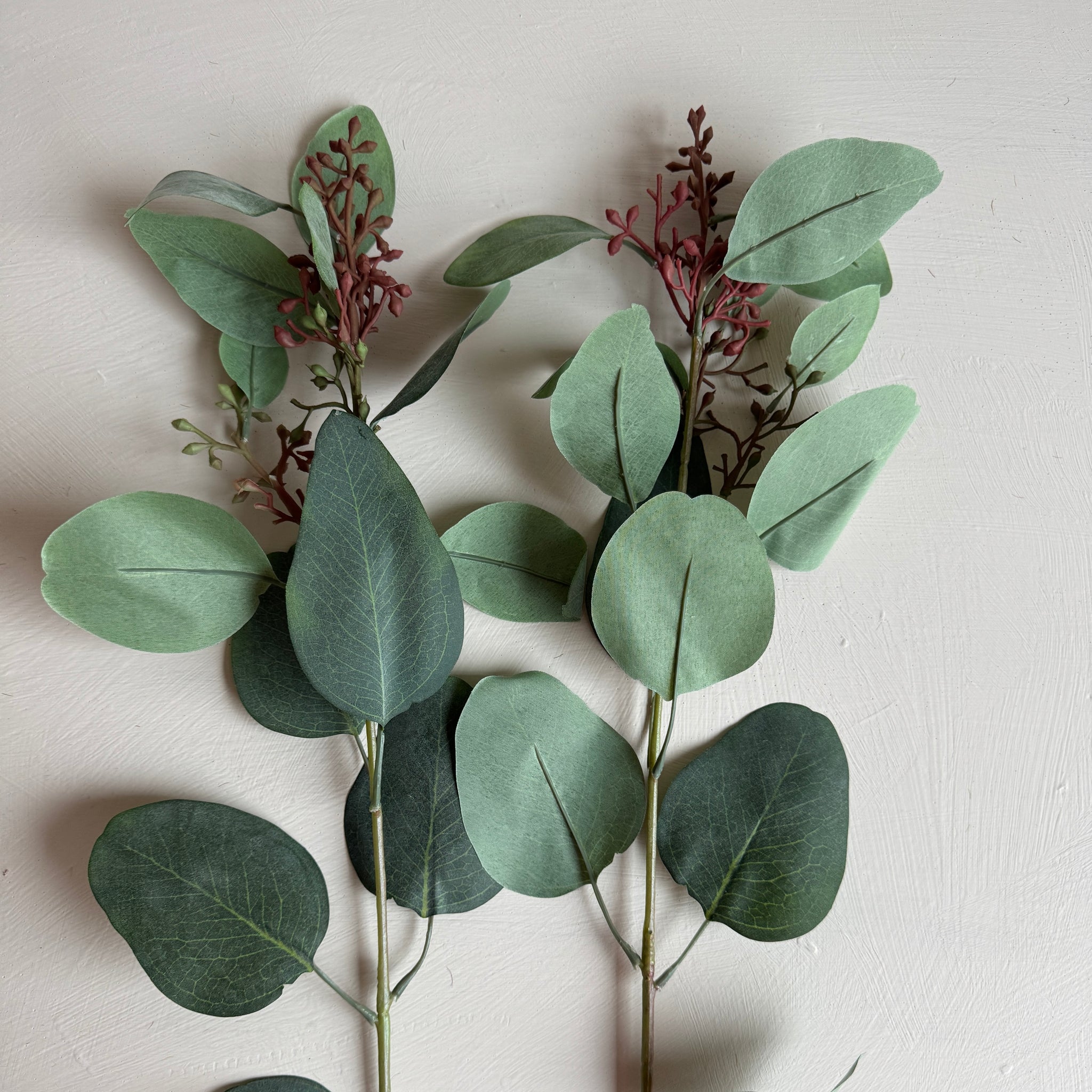 Eukalyptus marjoilla, 87 cm