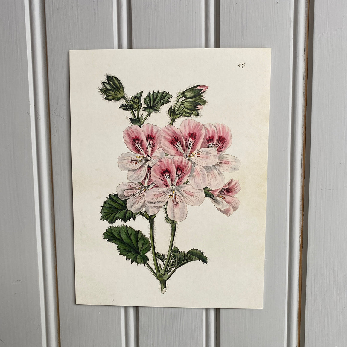 Posteri 18*24, tuoksupelargoni
