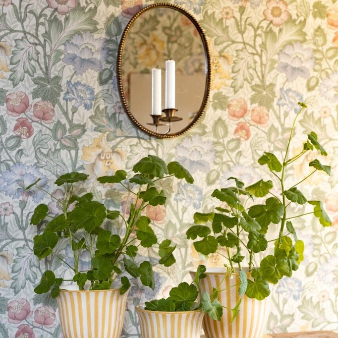 Peililampetti, soikea