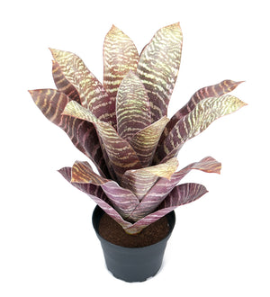 Bromelia