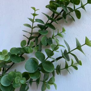 Eukalyptus-oksa
