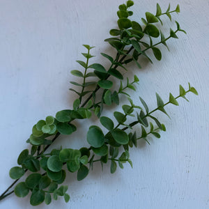 Eukalyptus-oksa