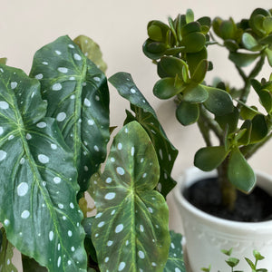 Pilkkubegonia